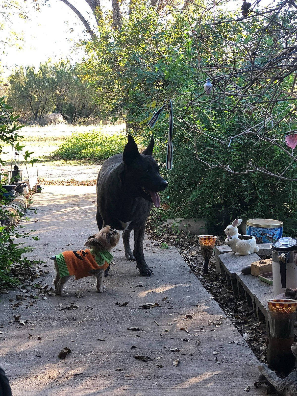 Guapo joined the competition — help win amazing prizes! canidae, carnivore, collar, companion_dog, dog, dog_breed, fawn, felidae, leash, leisure, pet_supply, plant, road_surface, shade, sidewalk, sporting_group, tail, tints_and_shades, tree, working_animal