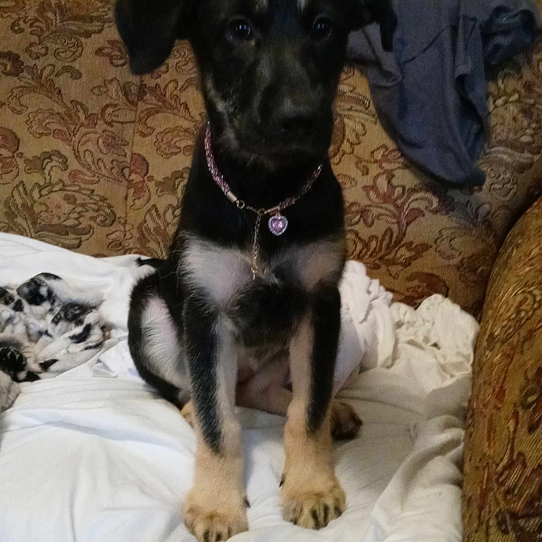 Nala joined the competition — help win amazing prizes! animal, architecture, beagle, blanket, building, canine, chair, couch, cushion, dog, furniture, homedecor, hound, indoors, labradorretriever, linen, livingroom, pet, puppy, room