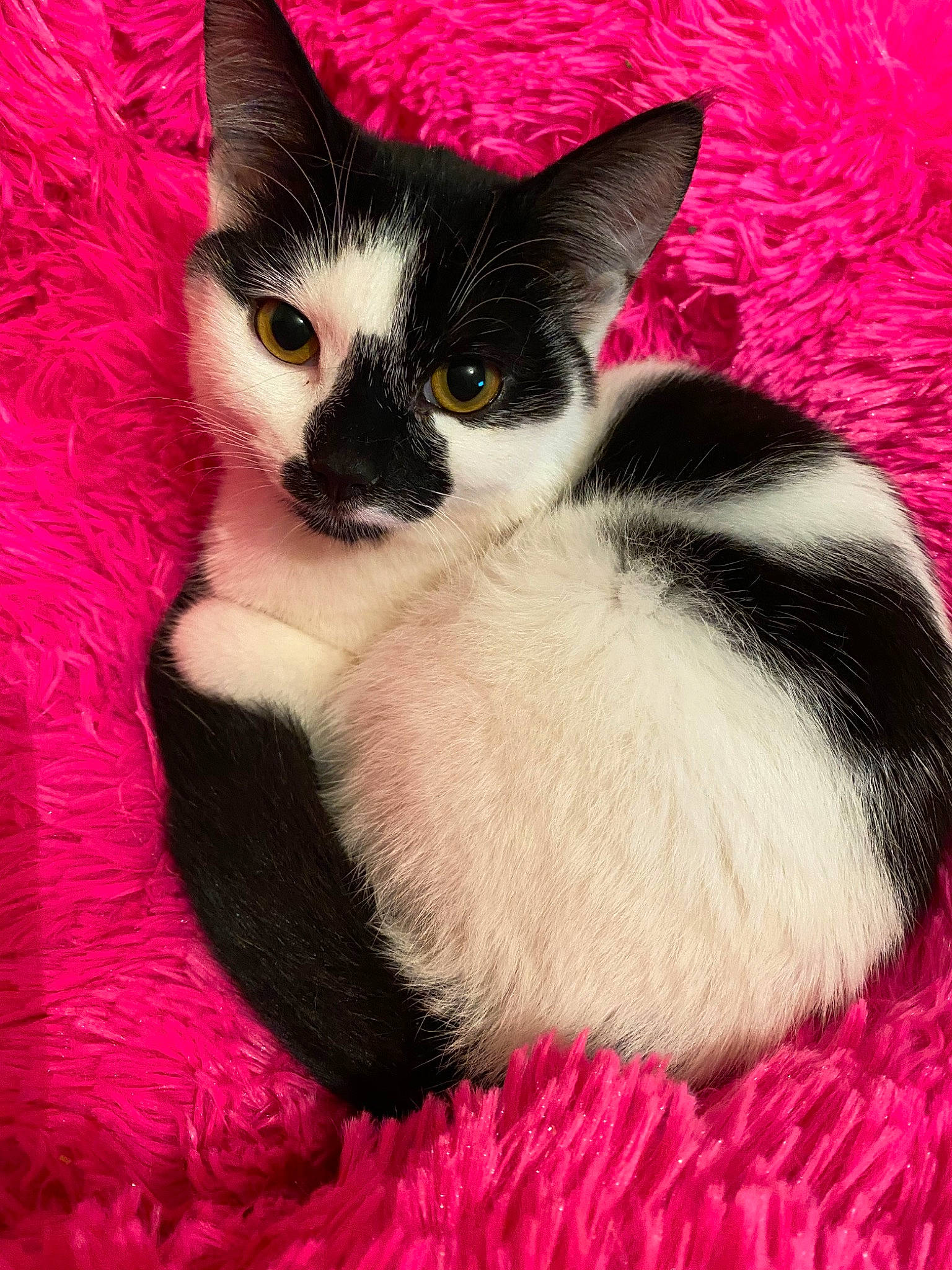 Smudge joined the competition — help win amazing prizes! american_wirehair, asian, carnivore, cat, domestic_short_haired_cat, eye, felidae, fur, japanese_bobtail, kitten, mammal, pink, small_to_medium_sized_cats, tail, vertebrate, whiskers