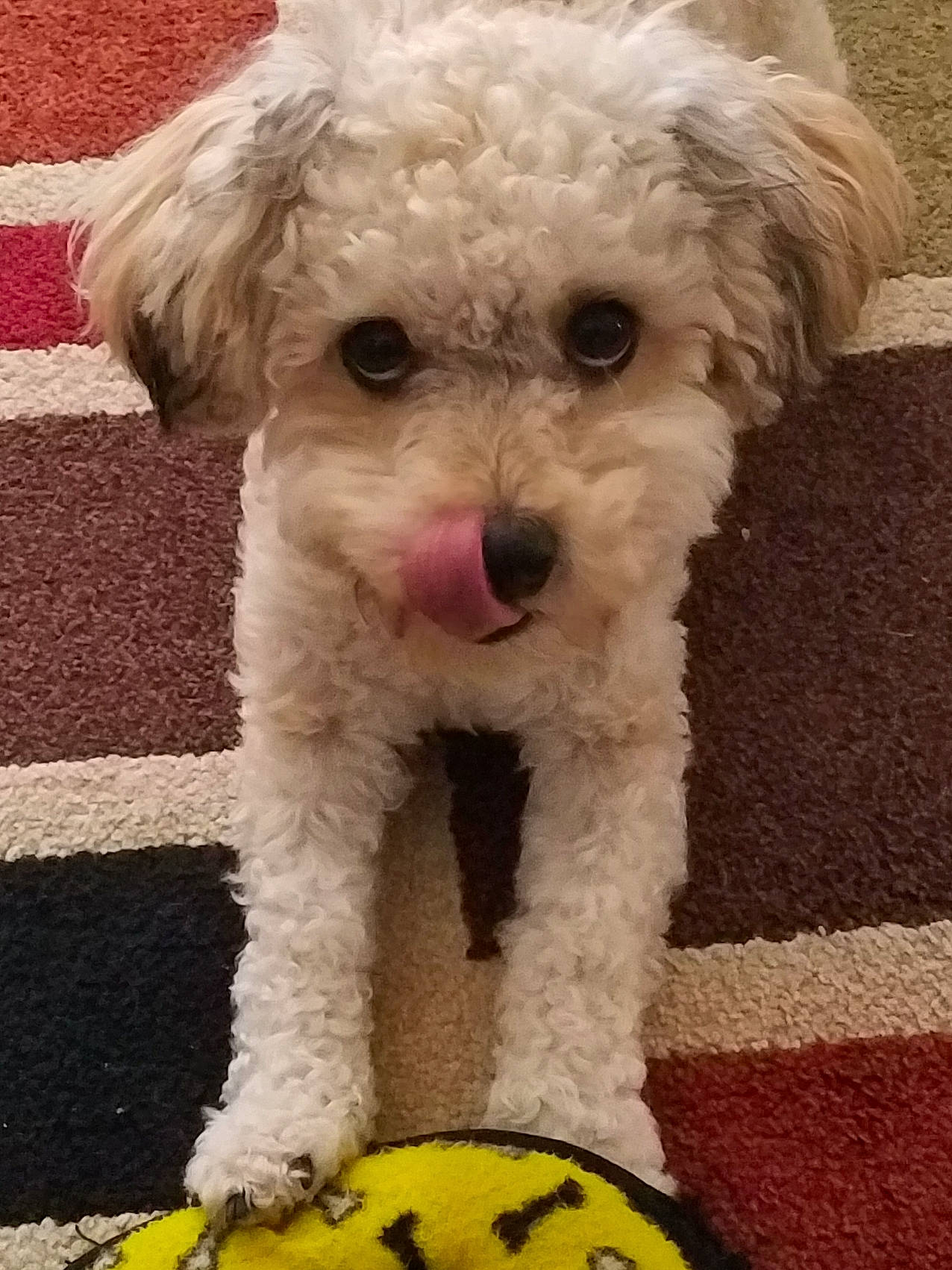 Teddy joined the competition — help win amazing prizes! bichon, bichon_frise, bolognese, bolonka, canidae, carnivore, companion_dog, dog, dog_breed, maltepoo, maltese, mammal, miniature_poodle, poodle, poodle_crossbreed, puppy, schnoodle, shih_poo, toy_poodle, vertebrate