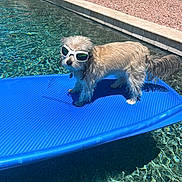 Ace joined the competition — help win amazing prizes! dog, sunglasses, float, pool, water, sunny, outdoor, pet, animal, blue, backyard, rock, shadow, summer, cool, fun, standing, fur, leisure, reflection