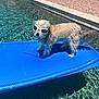 dog, sunglasses, float, pool, water, sunny, outdoor, pet, animal, blue, backyard, rock, shadow, summer, cool, fun, standing, fur, leisure, reflection