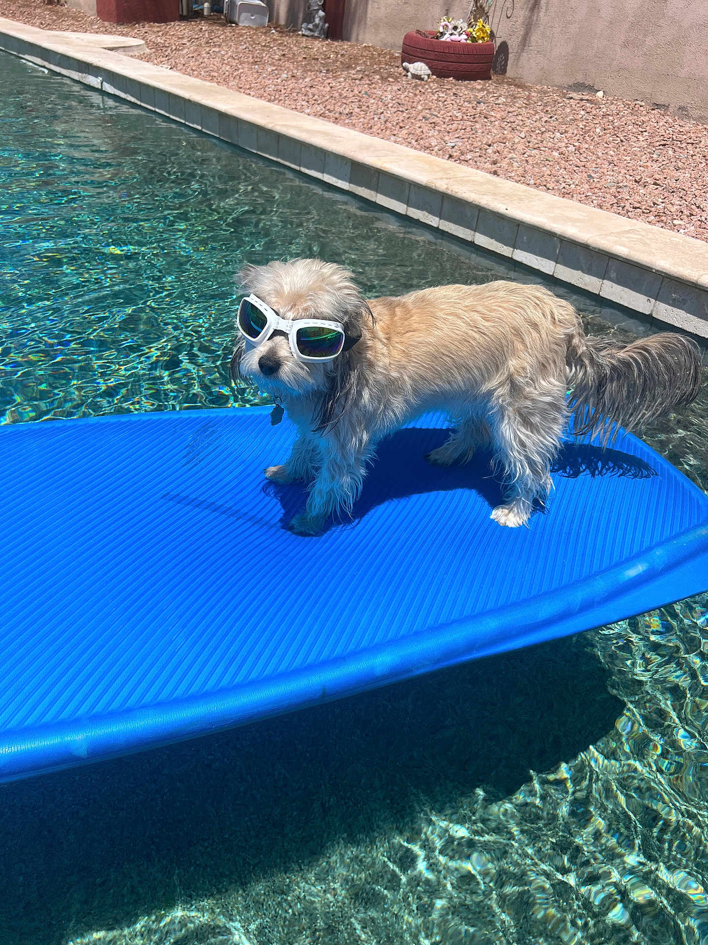 Ace joined the competition — help win amazing prizes! dog, sunglasses, float, pool, water, sunny, outdoor, pet, animal, blue, backyard, rock, shadow, summer, cool, fun, standing, fur, leisure, reflection