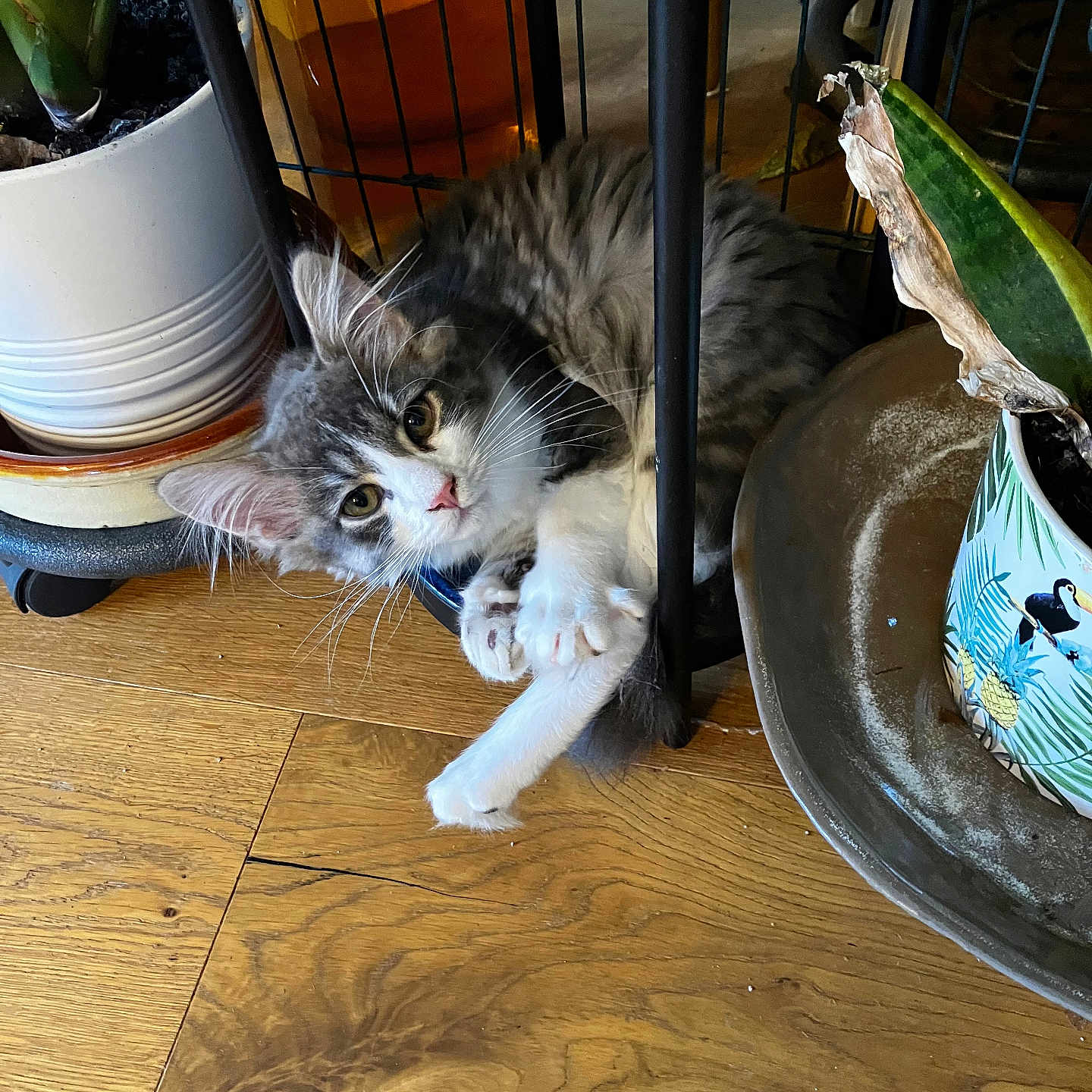 Dic a rejoint le concours — aidez-le/la à gagner de superbes lots ! abyssinian, animal, cat, cookware, hardwood, indoors, interiordesign, jar, kitten, manx, pet, plant, planter, plate, plywood, pot, pottedplant, pottery, vase, wood