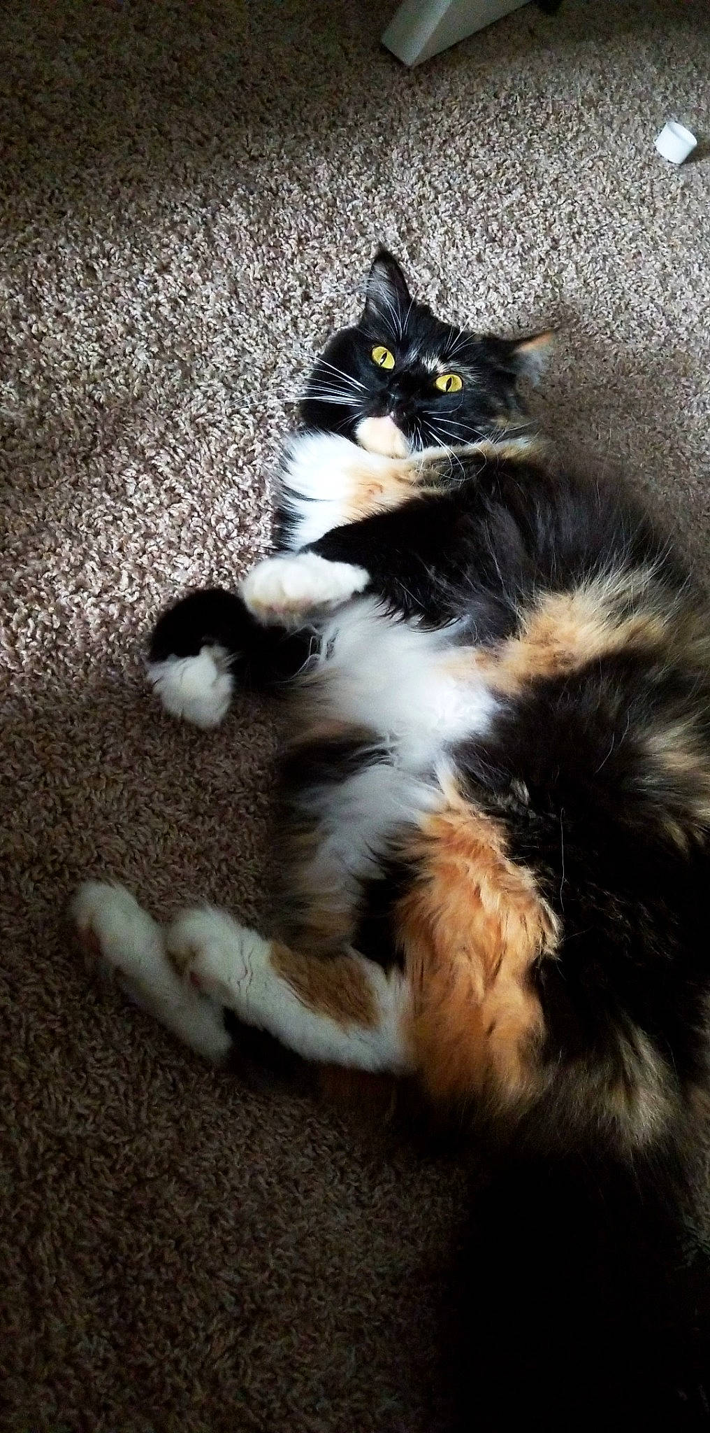 Ivy joined the competition — help win amazing prizes! black_cat, carnivore, cat, claw, domestic_short_haired_cat, eye, felidae, flooring, foot, fur, grass, human_leg, iris, leg, paw, sitting, small_to_medium_sized_cats, snout, tail, whiskers