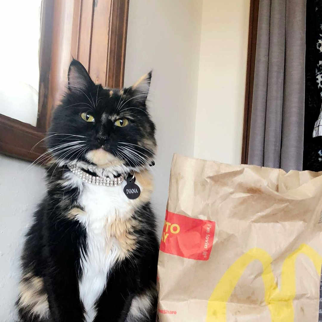 Ivy is registered to the contest to win money with this photo: black_cat, carnivore, cat, comfort, curtain, domestic_short_haired_cat, felidae, flooring, formal_wear, fur, linens, monochrome_photography, room, sitting, small_to_medium_sized_cats, snout, tail, whiskers, window, wood