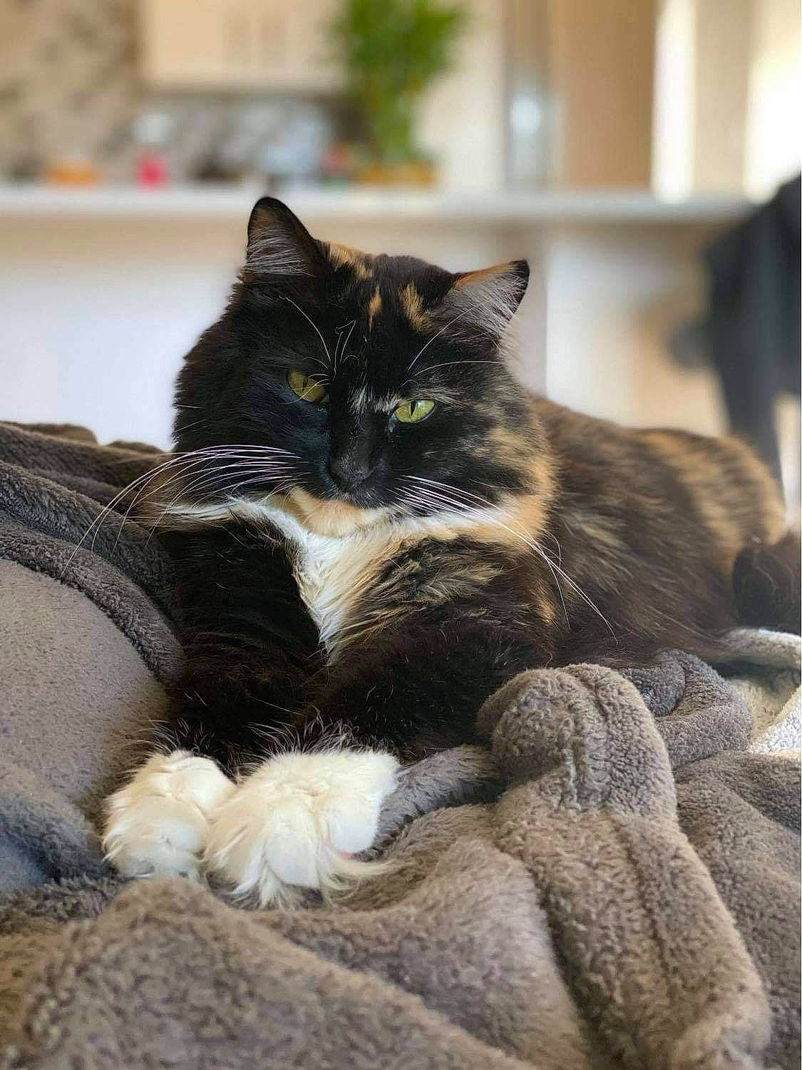 Ivy joined the competition — help win amazing prizes! art, black_cat, carnivore, cat, claw, comfort, domestic_short_haired_cat, felidae, fur, grey, nap, paw, plant, sitting, small_to_medium_sized_cats, snout, tail, textile, whiskers, wood