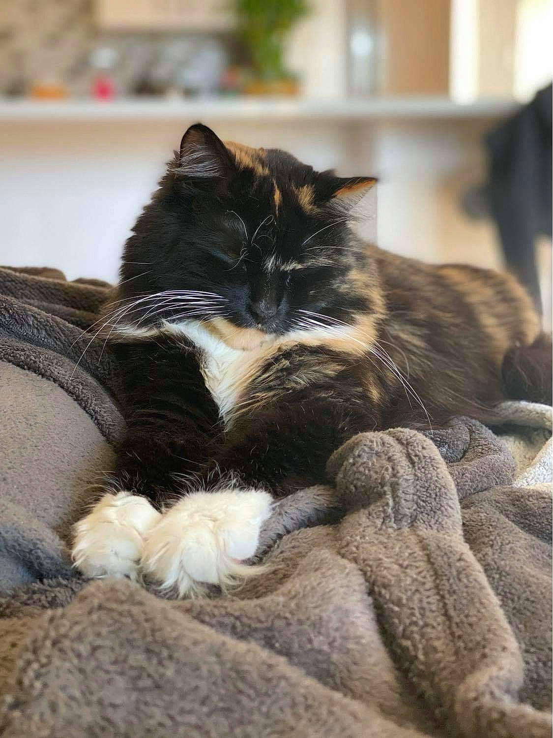 Ivy is registered to the contest to win money with this photo: carnivore, cat, claw, comfort, domestic_short_haired_cat, felidae, flooring, fur, grey, linens, living_room, nap, plant, room, sitting, sleep, small_to_medium_sized_cats, tail, whiskers, wood