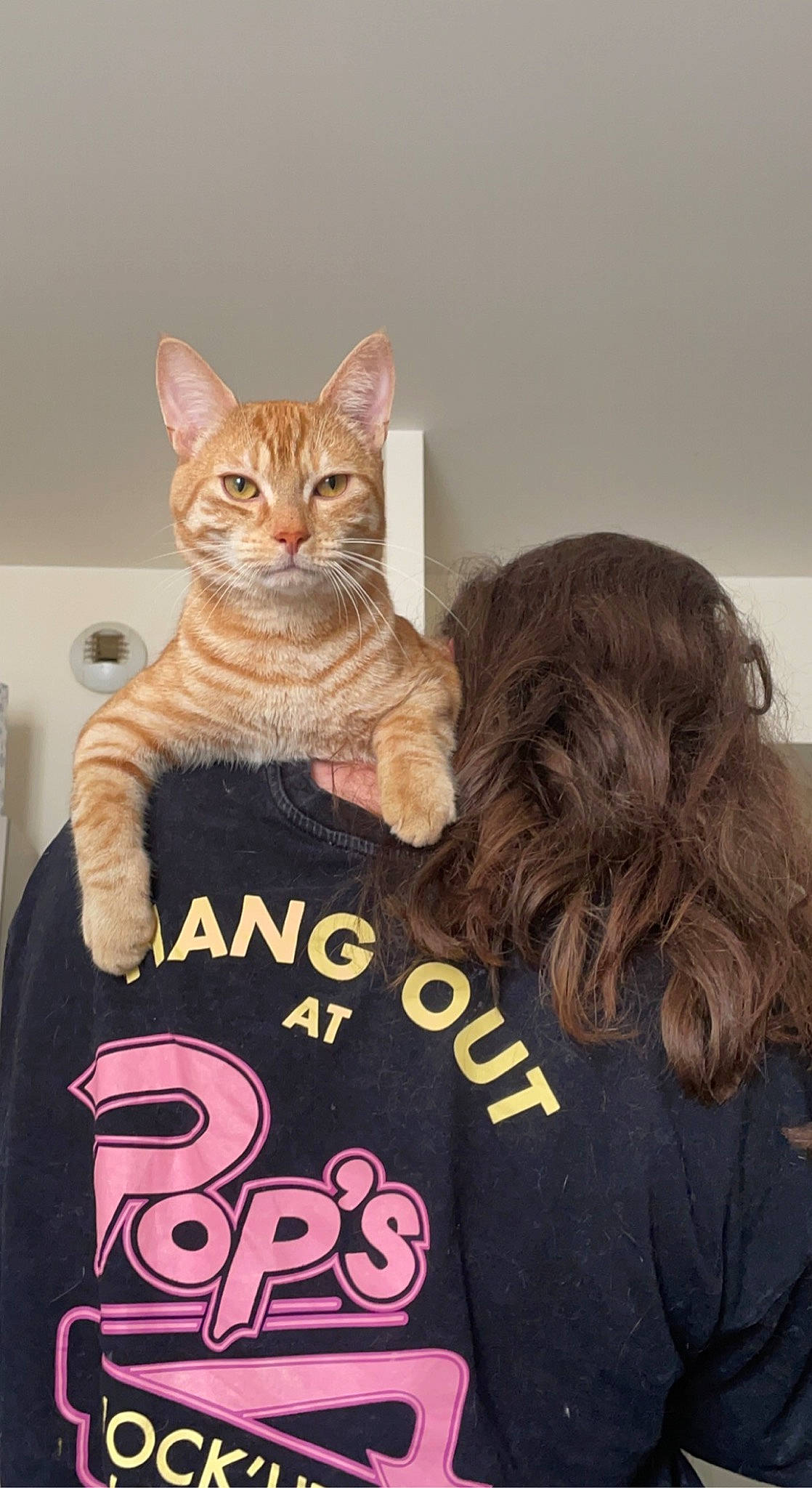 Chat a rejoint le concours — aidez-le/la à gagner de superbes lots ! carnivore, cat, domestic_short_haired_cat, event, fawn, felidae, font, fur, gesture, linens, paw, photo_caption, room, sitting, sleeve, small_to_medium_sized_cats, t_shirt, tail, top, whiskers