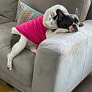 Luna joined the competition — help win amazing prizes! dog, french_bulldog, couch, pink_jacket, pet, indoor, relaxed, furniture, home, cozy, patterned_pillow, carpet, side_eye, canine, animal, mammal, fur, paw, laying, resting