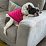 dog, french_bulldog, couch, pink_jacket, pet, indoor, relaxed, furniture, home, cozy, patterned_pillow, carpet, side_eye, canine, animal, mammal, fur, paw, laying, resting