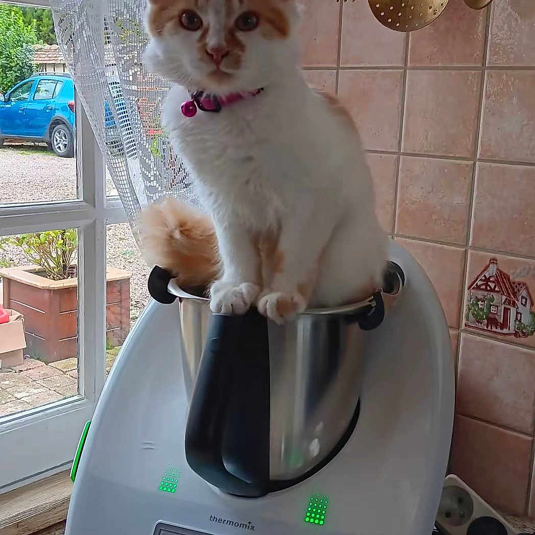Bella participe au concours pour gagner de l'argent avec cette photo : appliance, car, cat, collar, countertop, curtains, fluffy_tail, fork, indoor, kitchen, metal_container, orange_and_white, pet, plant, spoon, strainer, thermomix, tile_wall, utensils, window