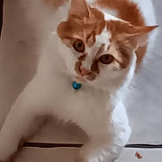 Bella a rejoint le concours — aidez-le/la à gagner de superbes lots ! animal, bell, cat, closeup, collar, curious, domestic, ears, floor, fur, indoor, looking_up, mammal, orange, paw, pet, relaxed, tile, whiskers, white