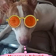 Babygirl is registered to the contest to win money with this photo: dog, sunglasses, pet, indoor, couch, animal, brown, white, ears, face, speech_bubble, text_overlay, relaxed, funny, domestic, cute, portrait, resting, furniture, accessory