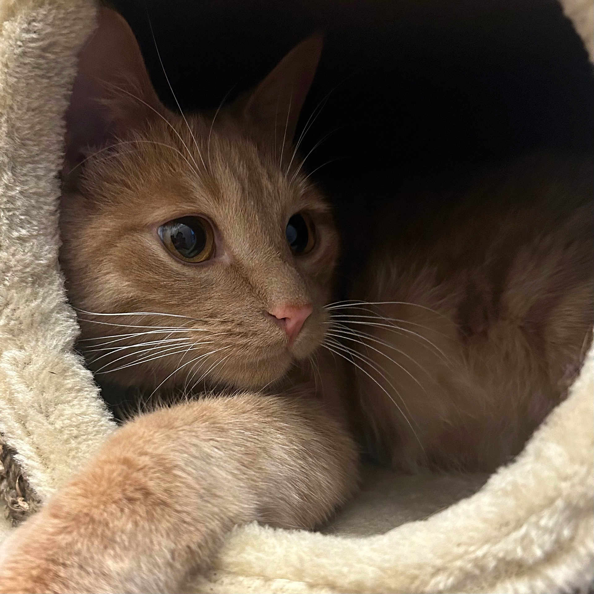 Simba participe au concours pour gagner de l'argent avec cette photo : abyssinian, angora, animal, blanket, cat, kitten, manx, pet, quilt, siamese, towel