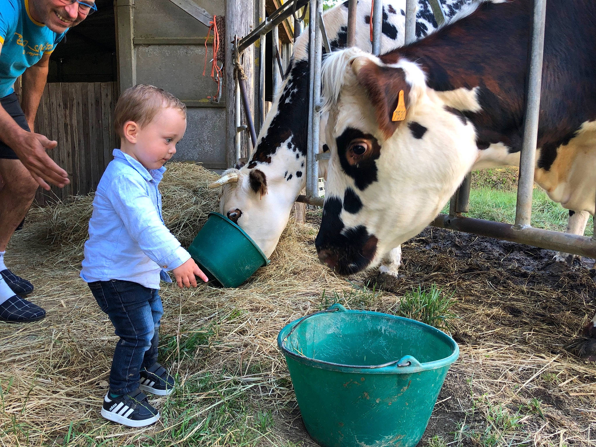 Tilio participe au concours pour gagner de l'argent avec cette photo : bovine, bucket, dairy, dairy_cow, fawn, fence, fur, goats, grass, green, hay, headwear, joy, landscape, livestock, person, recreation, shorts, soil, t_shirt