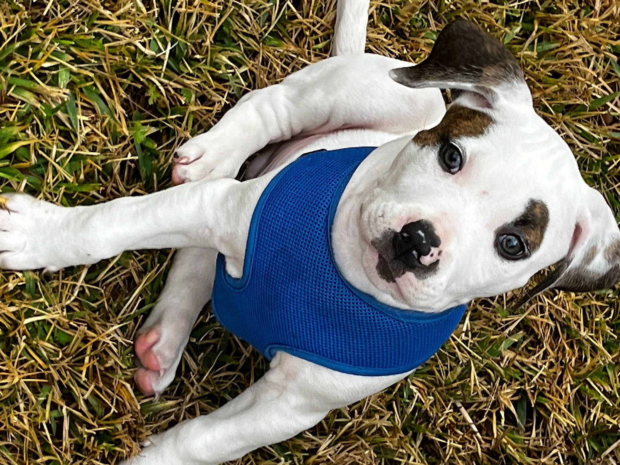 Jager is registered to the contest to win money with this photo: ball, canidae, carnivore, companion_dog, dog, dog_breed, dog_supply, fawn, football, fur, grass, mammal, pattern, people_in_nature, snout, sporting_group, tail, terrestrial_animal, vertebrate, working_animal