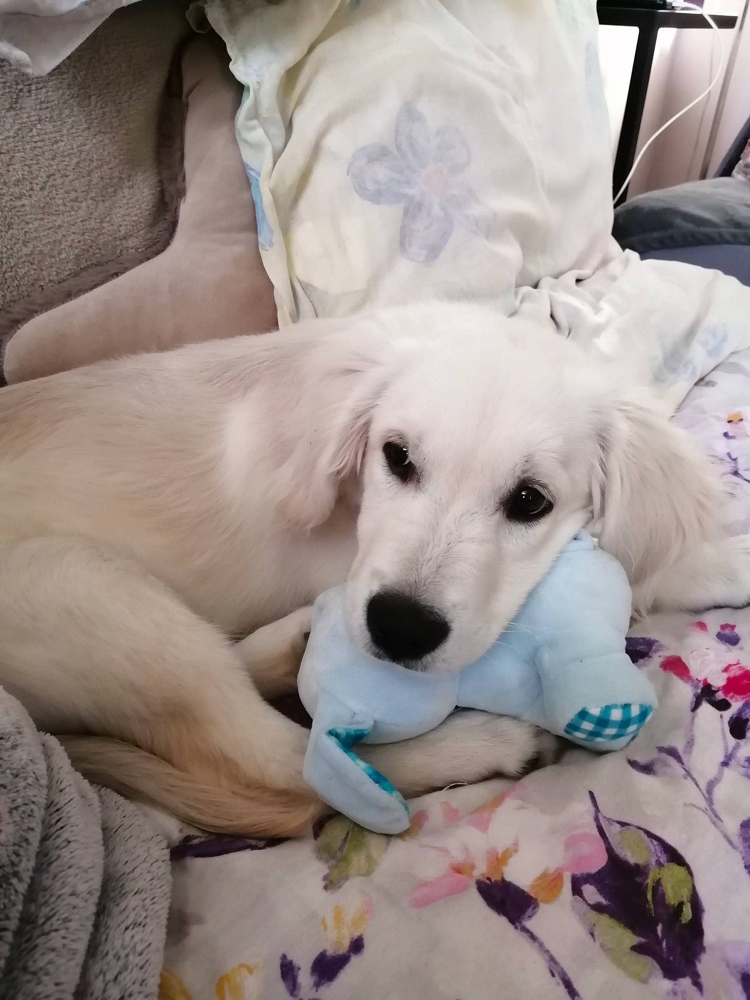 Simba participe au concours pour gagner de l'argent avec cette photo : canidae, carnivore, comfort, companion_dog, dog, dog_breed, fawn, fur, linens, nap, non_sporting_group, paw, sporting_group, terrestrial_animal, working_animal