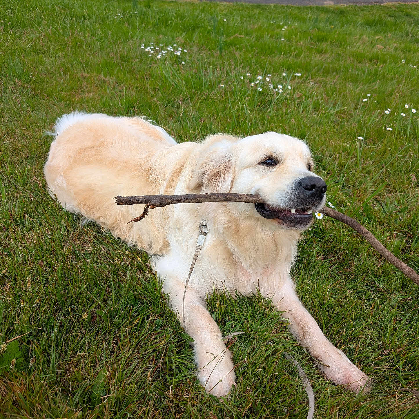 Simba participe au concours pour gagner de l'argent avec cette photo : accessories, animal, canine, dog, goldenretriever, grass, labradorretriever, lawn, leash, path, pet, plant, puppy, strap, walkway