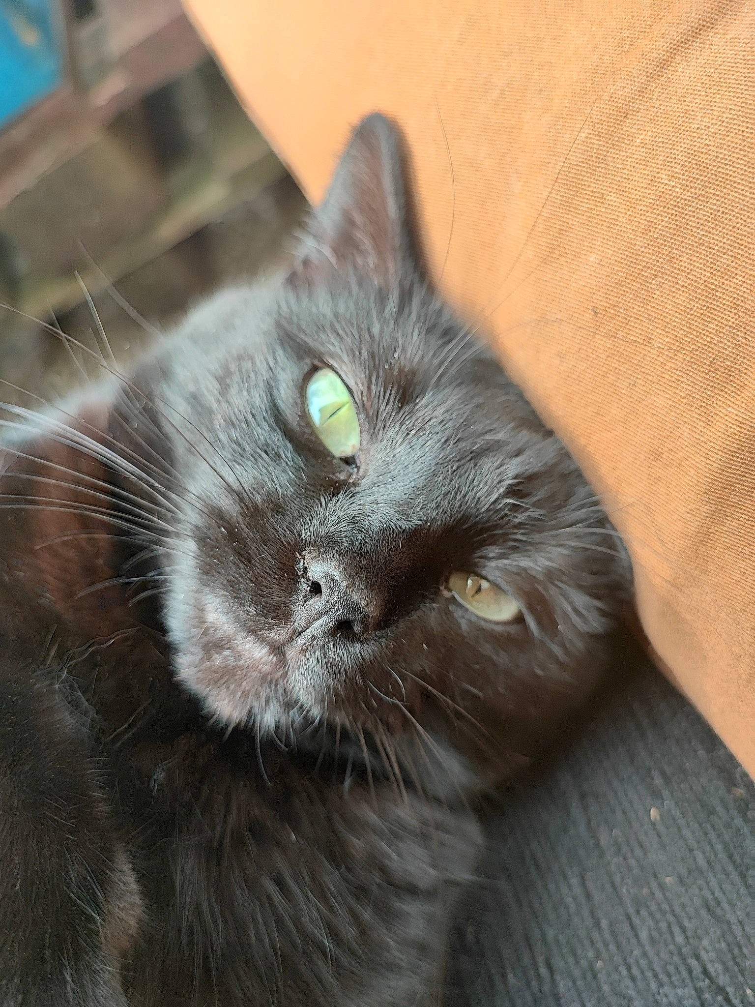 Mélusine a rejoint le concours — aidez-le/la à gagner de superbes lots ! black_cat, bombay, carnivore, cat, chartreux, claw, domestic_short_haired_cat, felidae, fur, grey, paw, small_to_medium_sized_cats, snout, tail, terrestrial_animal, whiskers