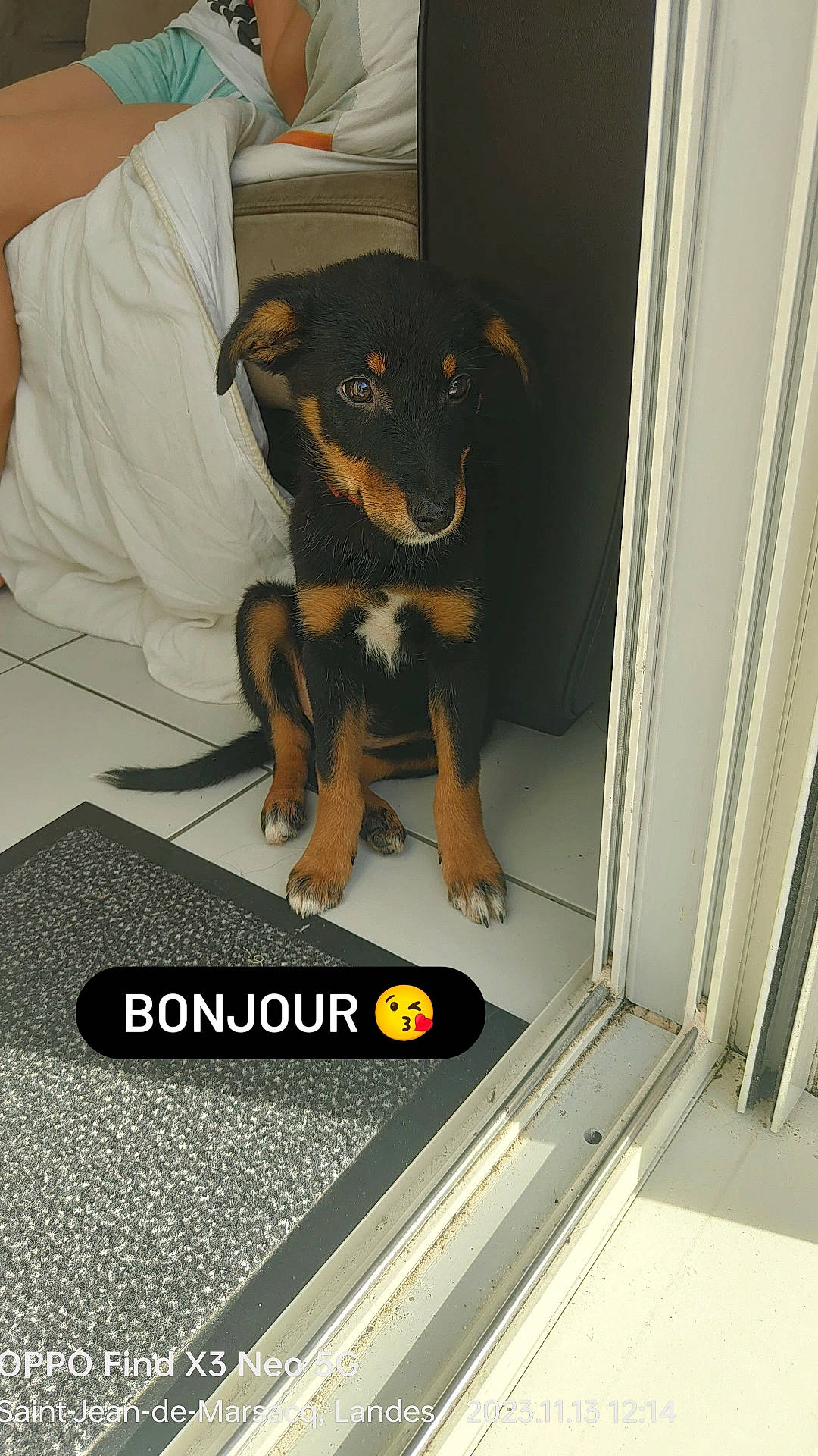 Kookie participe au concours pour gagner de l'argent avec cette photo : canidae, carnivore, comfort, companion_dog, dog, dog_breed, dog_supply, door, flooring, font, guard_dog, paw, pinscher, rectangle, snout, sporting_group, toy_dog, working_animal, working_dog