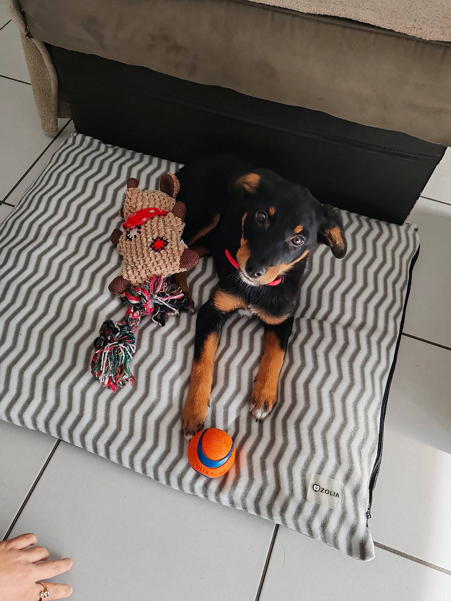 Kookie participe au concours pour gagner de l'argent avec cette photo : canidae, carmine, carnivore, comfort, companion_dog, couch, dog, dog_breed, dog_supply, floor, flooring, grey, guard_dog, linens, mammal, pattern, room, sporting_group, tail, toy_dog