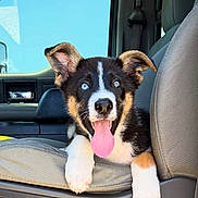 Oliver joined the competition — help win amazing prizes! puppy, dog, car_interior, seat, tongue_out, blue_eyes, black_fur, white_fur, tan_fur, cute, pet, animal, happy, young_dog, front_seat, car_door, window, daylight, close_up, playful