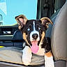 puppy, dog, car_interior, seat, tongue_out, blue_eyes, black_fur, white_fur, tan_fur, cute, pet, animal, happy, young_dog, front_seat, car_door, window, daylight, close_up, playful