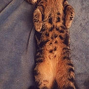 Doja joined the competition — help win amazing prizes! cat, tabby, sleeping, feline, pet, fur, animal, cozy, blanket, resting, cute, domestic_animal, whiskers, paw, relaxed, indoor, mammal, striped, soft, napping