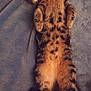 cat, tabby, sleeping, feline, pet, fur, animal, cozy, blanket, resting, cute, domestic_animal, whiskers, paw, relaxed, indoor, mammal, striped, soft, napping