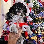 Tito a rejoint le concours — aidez-le/la à gagner de superbes lots ! dog, christmas_tree, christmas_lights, holiday, santa_costume, hand, indoor, ornament, decoration, festive, winter, celebration, cute, pet, black_dog, small_dog, holiday_spirit, christmas, red_costume, happy