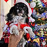dog, christmas_tree, christmas_lights, holiday, santa_costume, hand, indoor, ornament, decoration, festive, winter, celebration, cute, pet, black_dog, small_dog, holiday_spirit, christmas, red_costume, happy