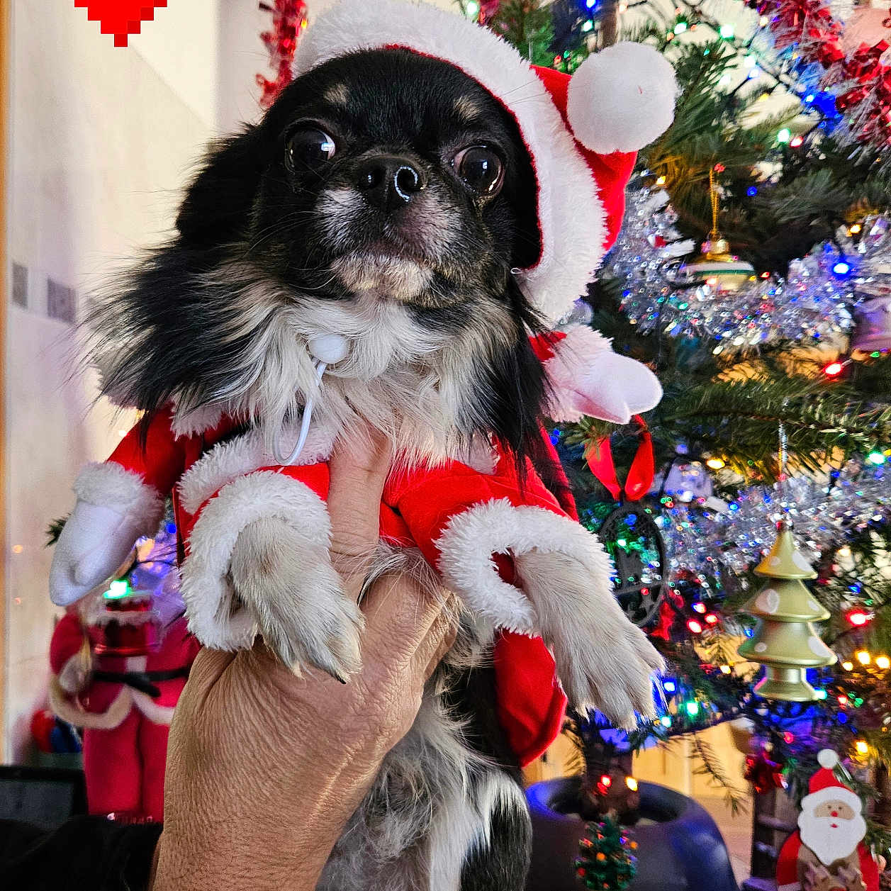 Tito a rejoint le concours — aidez-le/la à gagner de superbes lots ! dog, christmas_tree, christmas_lights, holiday, santa_costume, hand, indoor, ornament, decoration, festive, winter, celebration, cute, pet, black_dog, small_dog, holiday_spirit, christmas, red_costume, happy