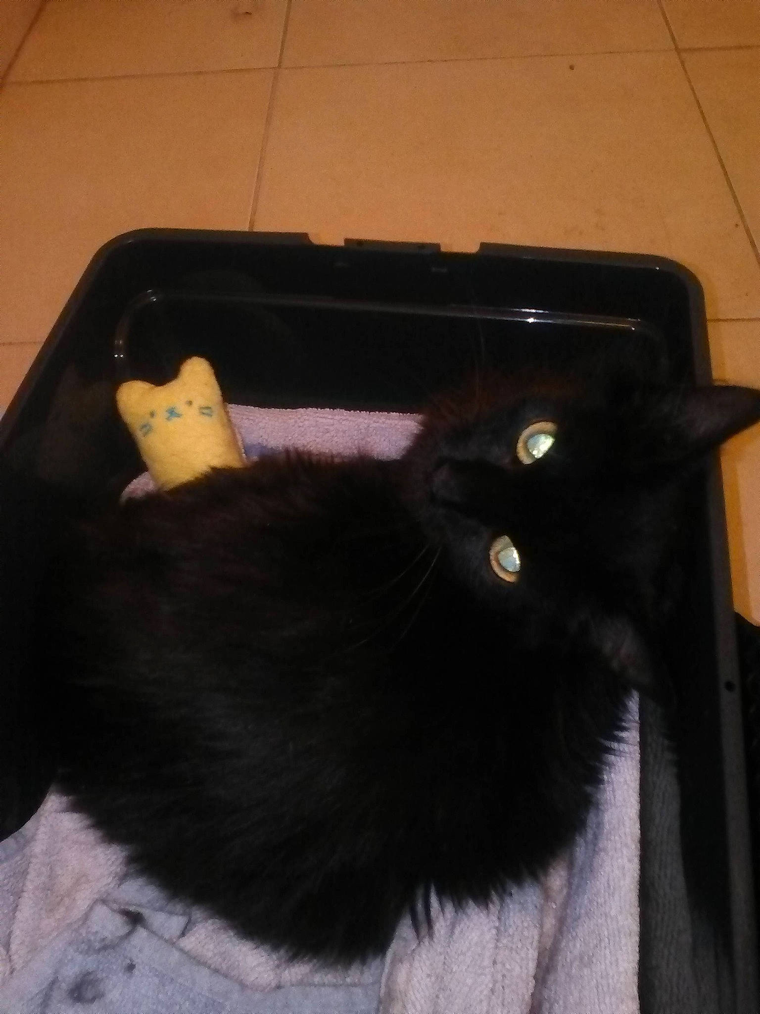 Rem a rejoint le concours — aidez-le/la à gagner de superbes lots ! black, black_cat, cat, felidae, fur, small_to_medium_sized_cats, tail