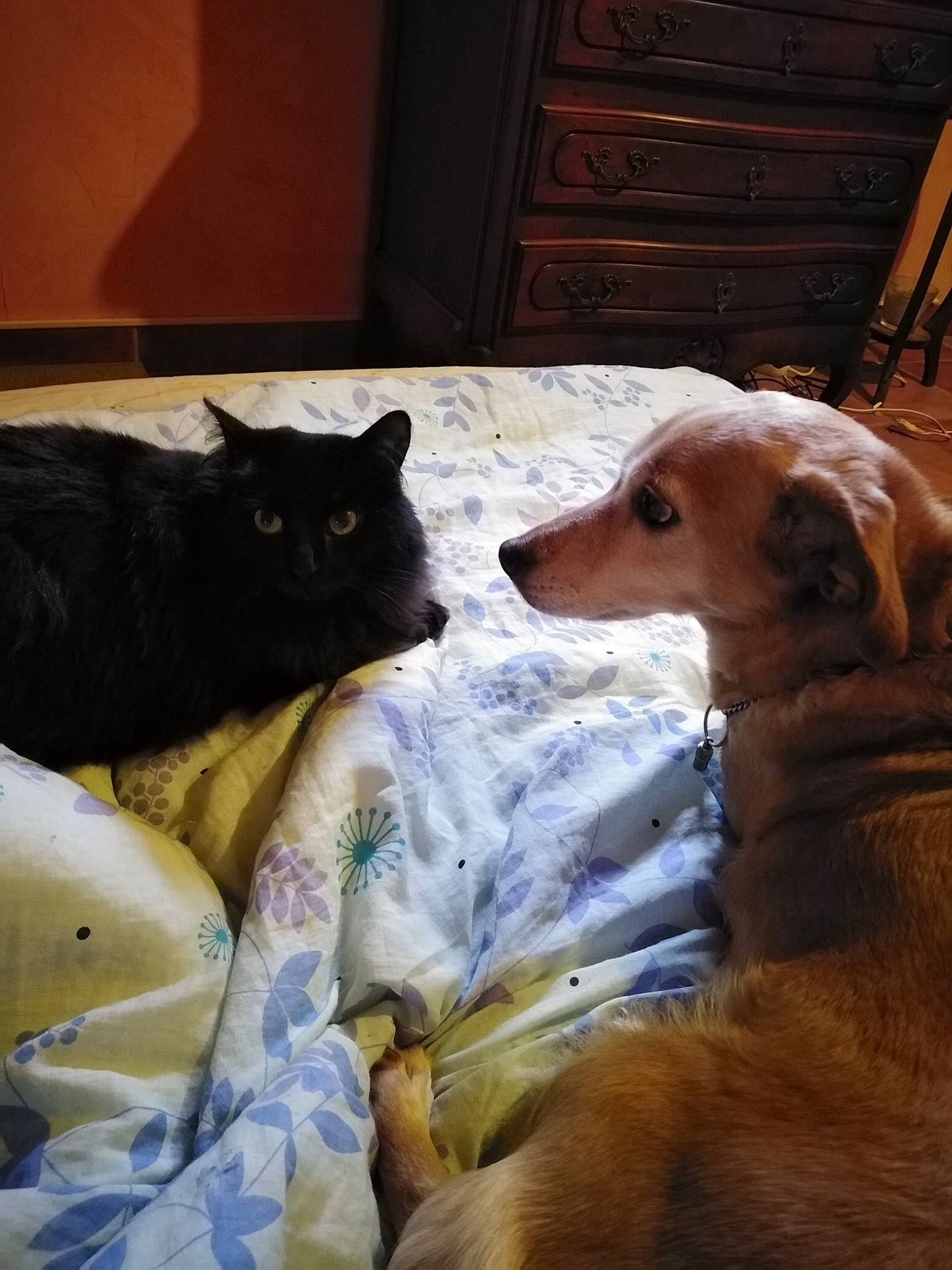 Rem participe au concours pour gagner de l'argent avec cette photo : black_cat, cabinetry, carnivore, cat, chest_of_drawers, comfort, companion_dog, dog, dog_breed, drawer, dresser, fawn, felidae, fur, hardwood, small_to_medium_sized_cats, snout, whiskers, wood, wood_stain