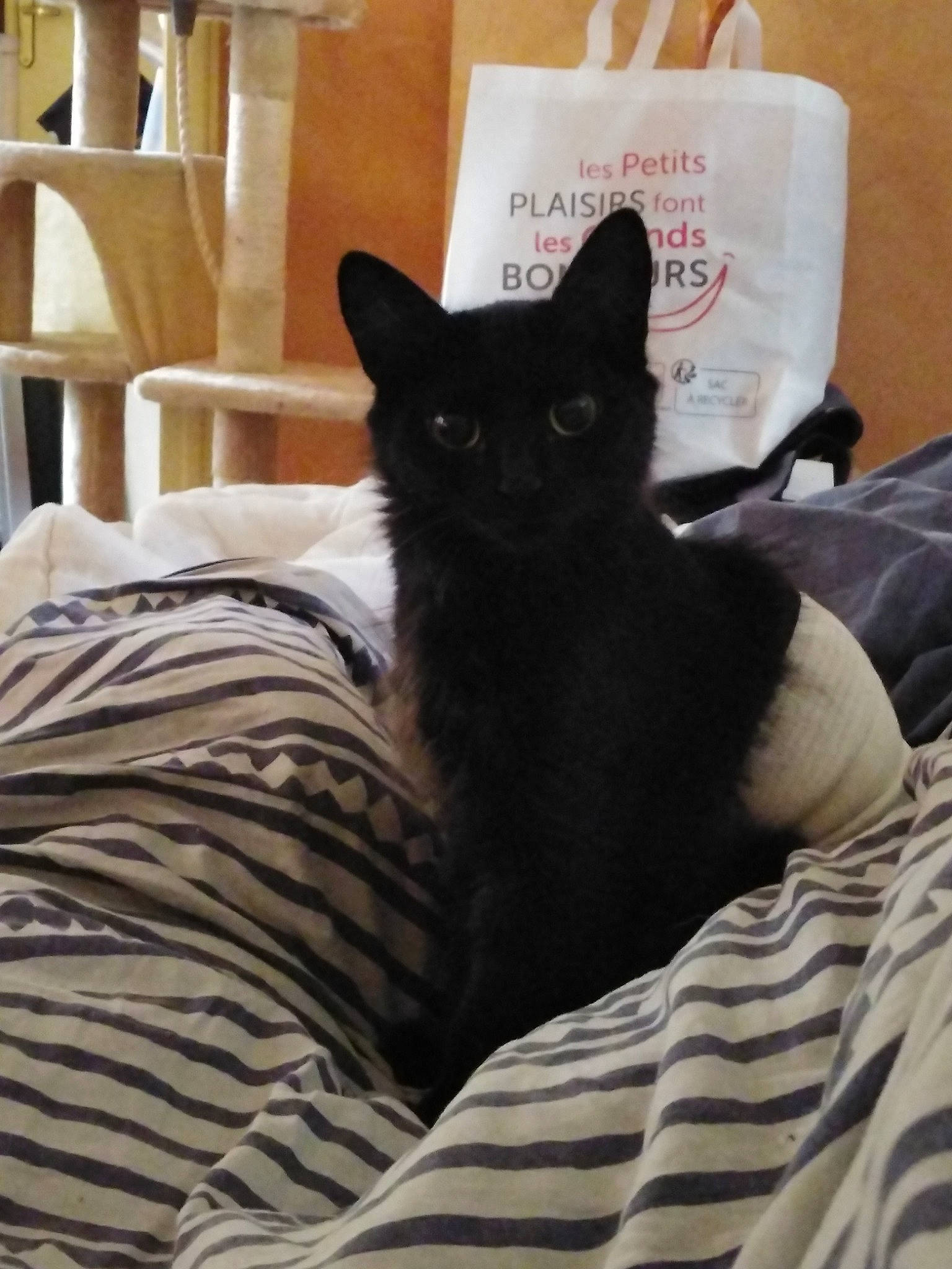 Rem a rejoint le concours — aidez-le/la à gagner de superbes lots ! asian, black, black_cat, british_shorthair, carnivore, cat, chartreux, comfort, felidae, fur, furniture, kitten, linens, pillow, room, russian_blue, small_to_medium_sized_cats, whiskers