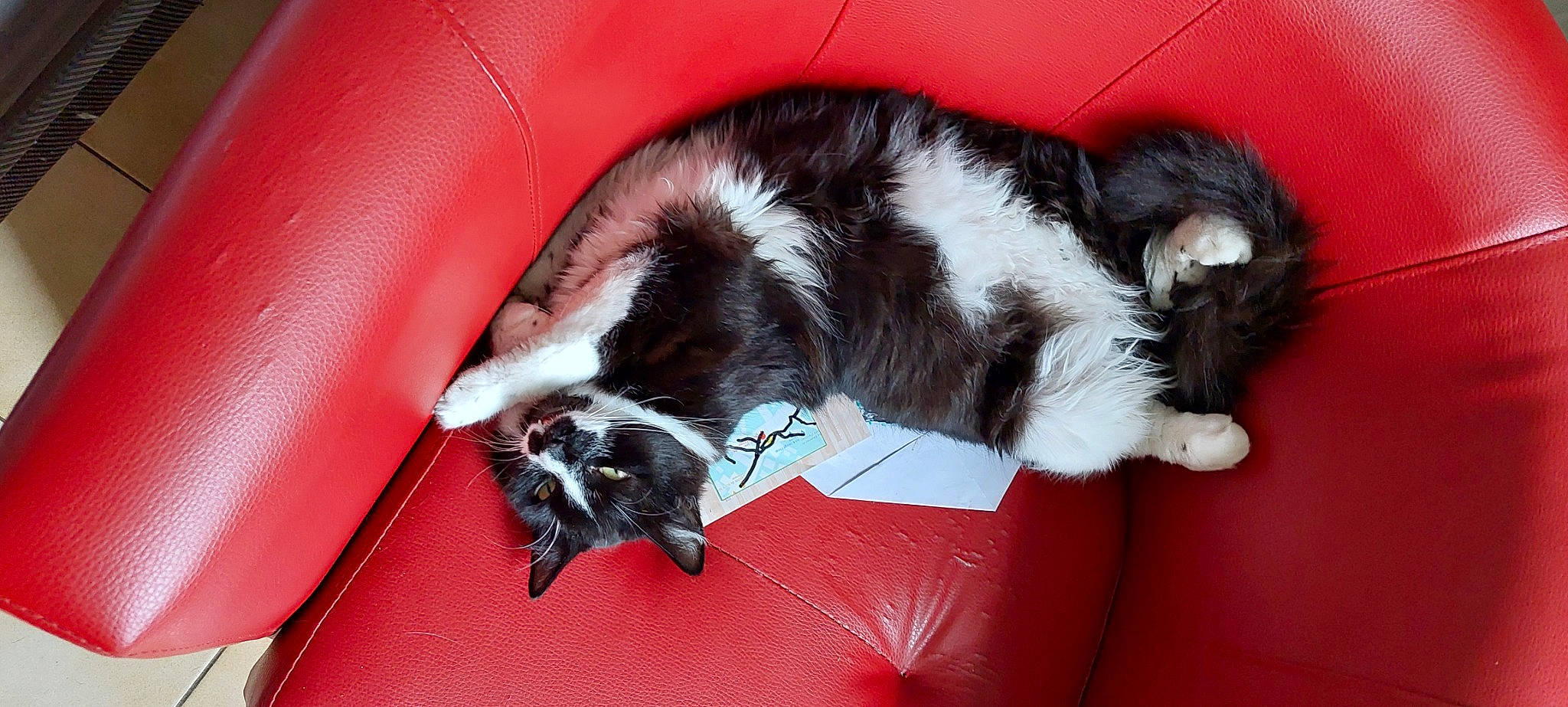 Olaf participe au concours pour gagner de l'argent avec cette photo : canidae, carnivore, cat, claw, comfort, companion_dog, dog_breed, domestic_short_haired_cat, felidae, foot, fur, human_leg, lap, nap, paw, small_to_medium_sized_cats, snout, sporting_group, tail, whiskers