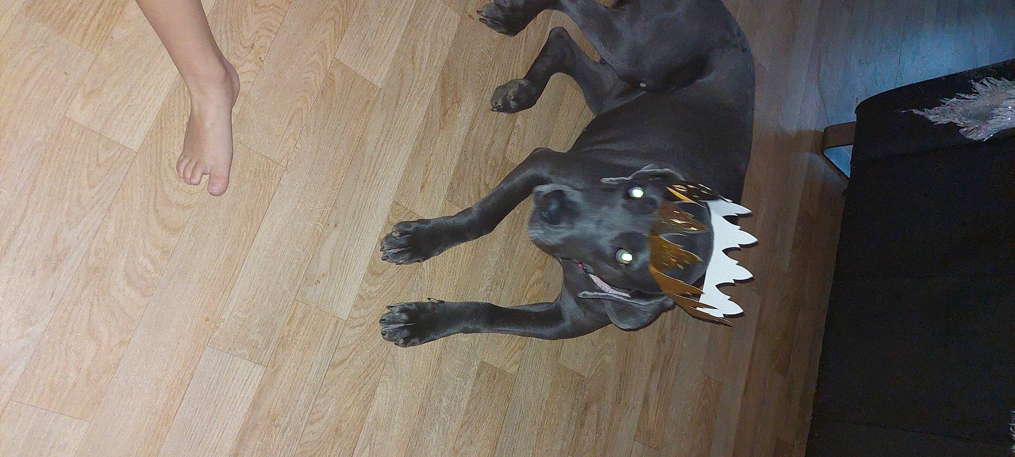 Nel a rejoint le concours — aidez-le/la à gagner de superbes lots ! art, canidae, carnivore, dog, dog_breed, extinction, fawn, floor, flooring, hardwood, laminate_flooring, sculpture, snout, tail, terrestrial_animal, varnish, wood, wood_flooring, wood_stain, working_animal