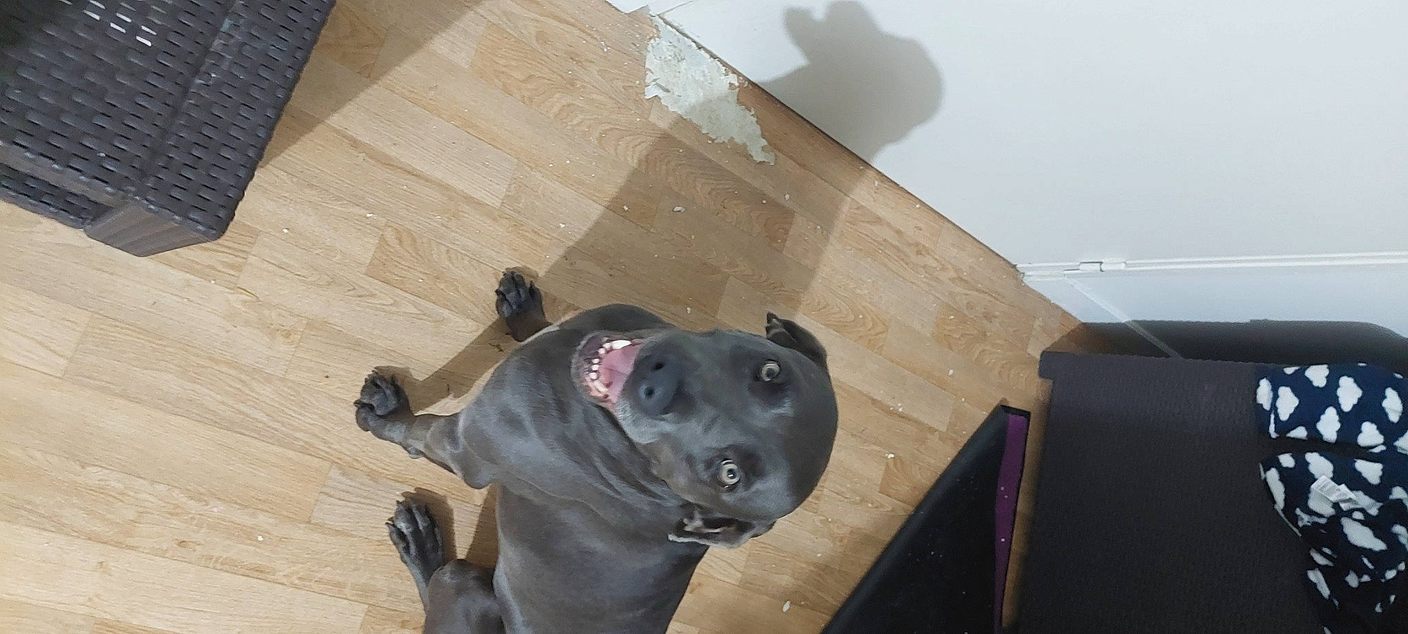 Nel a rejoint le concours — aidez-le/la à gagner de superbes lots ! canidae, carnivore, companion_dog, composite_material, dog, dog_breed, dog_collar, flooring, guard_dog, hardwood, non_sporting_group, whiskers, wood, working_animal, working_dog