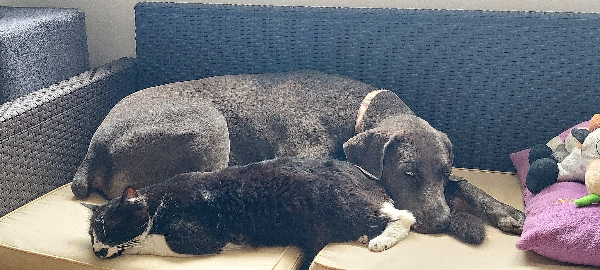 Nel a rejoint le concours — aidez-le/la à gagner de superbes lots ! carnivore, comfort, companion_dog, dog, dog_breed, dog_supply, flooring, fur, guard_dog, linens, nap, non_sporting_group, paw, pet_supply, rectangle, snout, sporting_group, tail, terrestrial_animal, working_animal