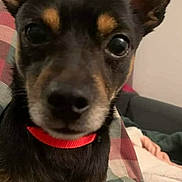 Angel joined the competition — help win amazing prizes! dog, puppy, close_up, pet, collar, red_collar, couch, blanket, plaid, paw, ears, eyes, snout, muzzle, fur, indoor, sitting, looking_at_camera, small_dog, human_hand