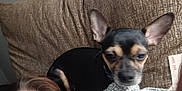 Angel joined the competition — help win amazing prizes! dog, chihuahua, small_dog, couch, sofa, pet, person, human, face, ear, blanket, cushion, upholstery, home_interior, close_up, lying_down, sleepy, black_coat, brown_coat, resting
