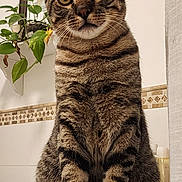 Aries joined the competition — help win amazing prizes! animal, bathroom, bathtub, cat, closeup, curious, ears, feline, fur, home, indoor, paws, pet, plant, portrait, sitting, tabby, tile, towel, whiskers