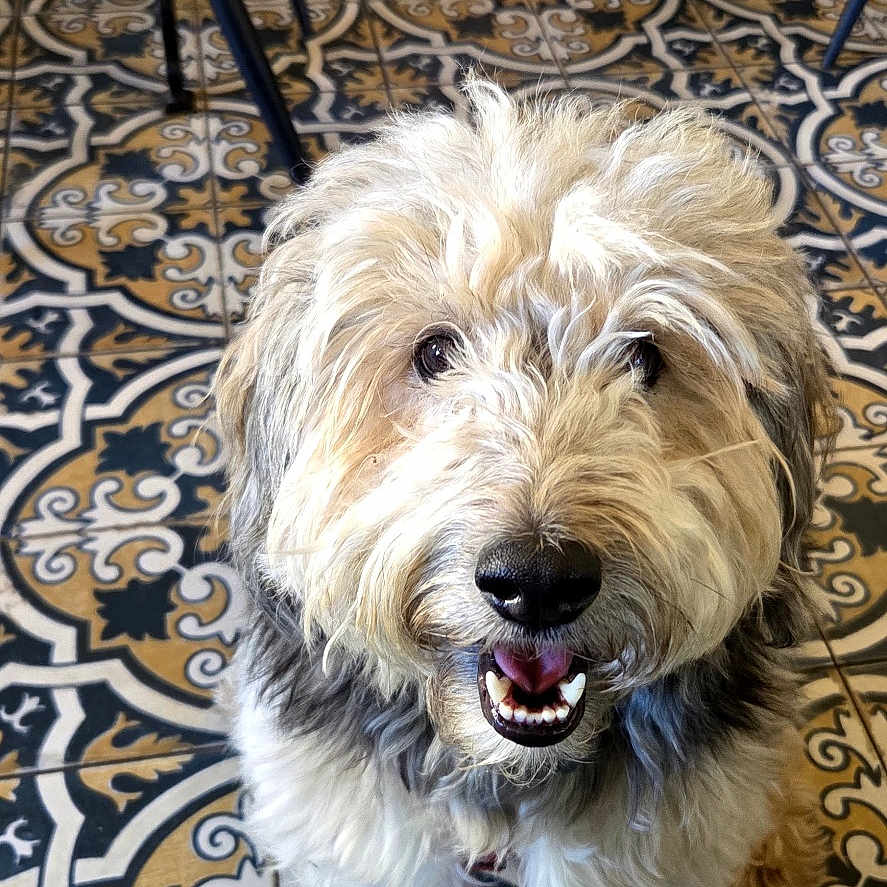 Griotte a rejoint le concours — aidez-le/la à gagner de superbes lots ! dog, happy, smiling, shaggy_coat, indoor, floor_tiles, patterned_floor, chair, leash, pet, animal, looking_up, fur, cute, friendly, muzzle, tongue, black_nose, seated, domestic_animal