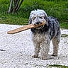 Griotte participe au concours pour gagner de l'argent avec cette photo : dog, stick, outdoor, grass, tree, gravel, pet, animal, canine, fur, nature, playful, yard, scruffy, standing, daylight, garden, wood, chair, leaf