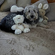 Griotte a rejoint le concours — aidez-le/la à gagner de superbes lots ! dog, bed, plush_toy, teddy_bear, bunny, pillow, carpet, wooden_wall, photo_frame, books, stuffed_animal, indoors, cozy, pet, fur, relaxing, animal, home, furniture, blanket