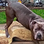 Charlie is registered to the contest to win money with this photo: dog, gray_dog, outdoor, grass, rug, stretching, backyard, garden_tools, decorations, wood, concrete, pet, animal, canine, ear, paw, face, fur, plant, nature