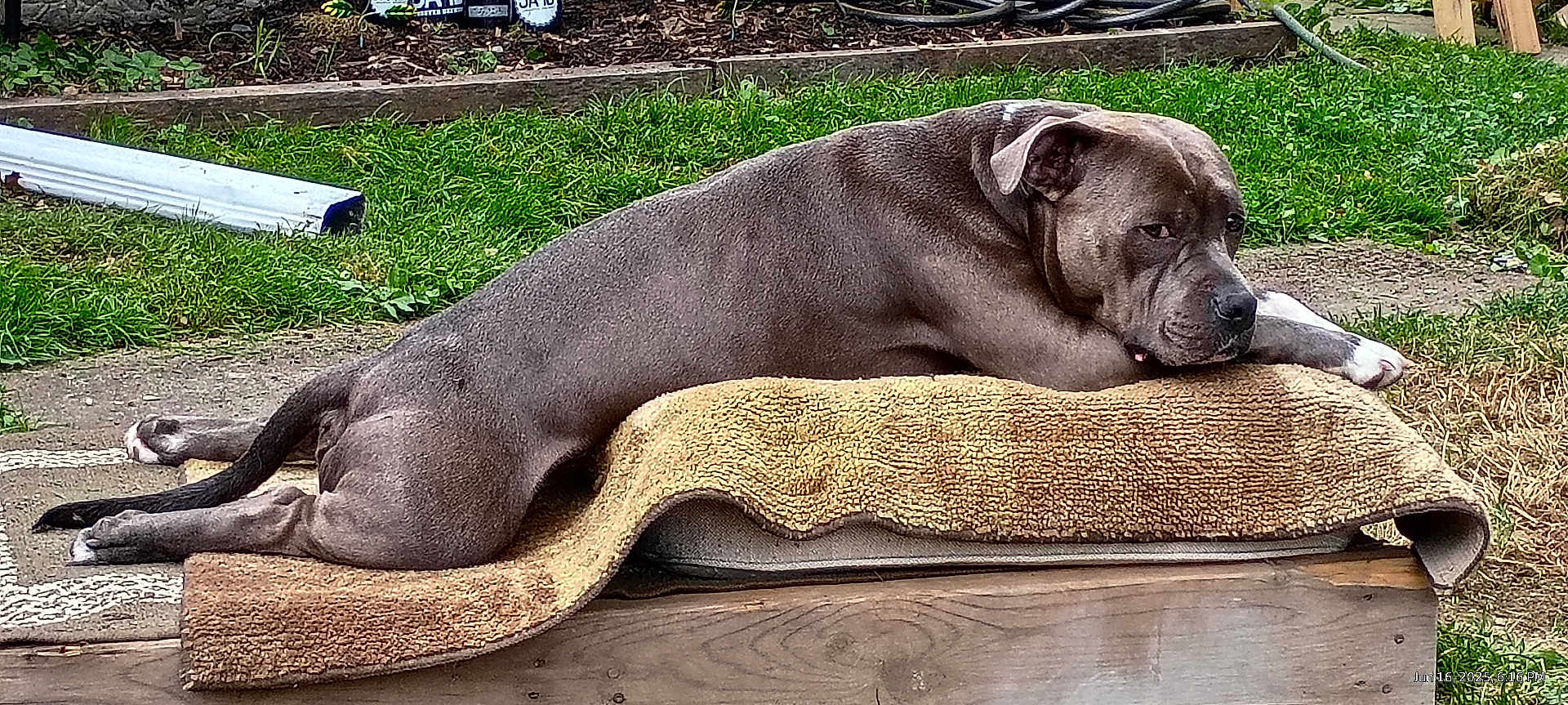 Charlie is registered to the contest to win money with this photo: dog, gray_dog, lying_down, outdoor, grass, rug, wooden_platform, pet, relaxed, animal, backyard, canine, resting, fur, ear, tail, paws, nature, daylight, side_view