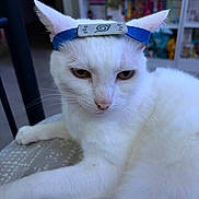 Jax is registered to the contest to win money with this photo: cat, white_cat, pet, animal, feline, ninja_headband, blue_headband, costume, close_up, portrait, face, whiskers, ears, eyes, lounging, lying_down, indoors, shelf, colorful_background, funny