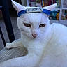 cat, white_cat, pet, animal, feline, ninja_headband, blue_headband, costume, close_up, portrait, face, whiskers, ears, eyes, lounging, lying_down, indoors, shelf, colorful_background, funny